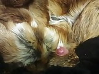 fur cum gayxxx